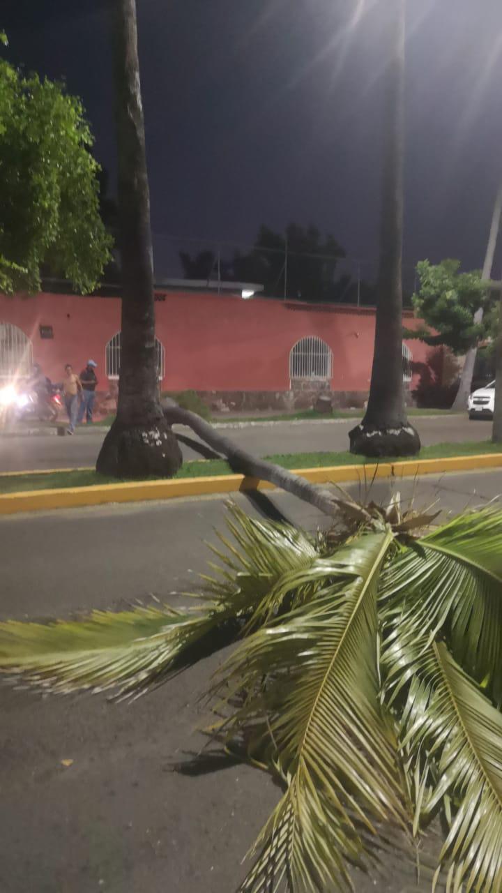 $!Cae palmera en la Avenida Miguel Alemán y bloquea los dos carriles viales