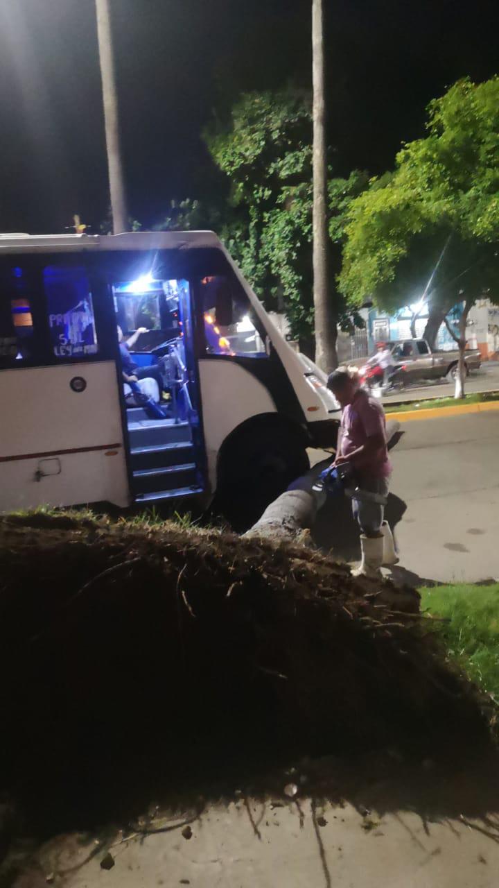 $!Cae palmera en la Avenida Miguel Alemán y bloquea los dos carriles viales