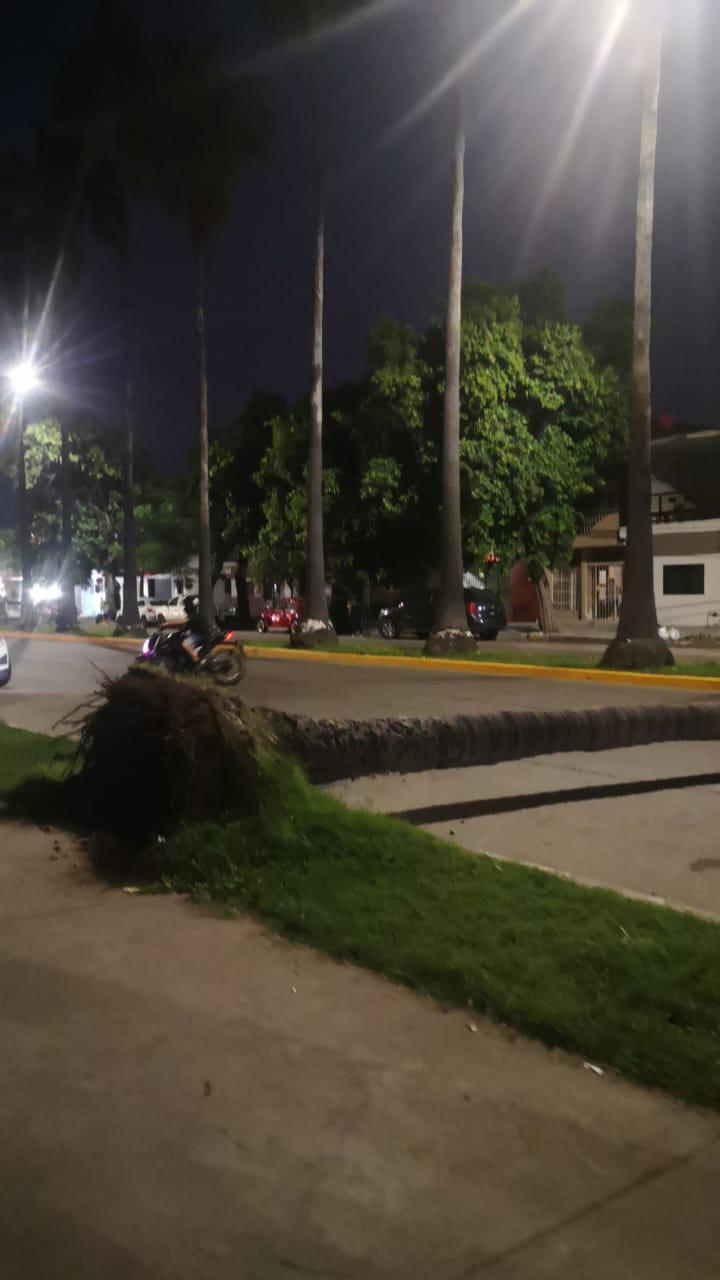 $!Cae palmera en la Avenida Miguel Alemán y bloquea los dos carriles viales