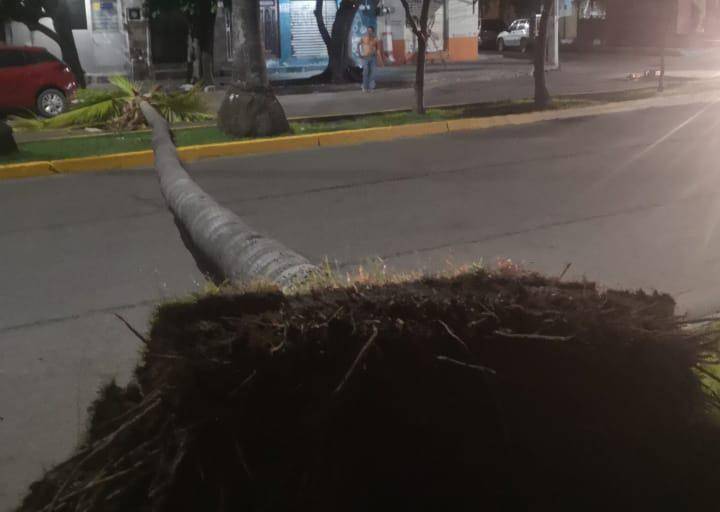 Cae palmera en la Avenida Miguel Alemán y bloquea los dos carriles viales