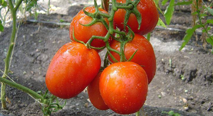 Productores de Florida celebraron el arancel impuesto al tomate mexicano.