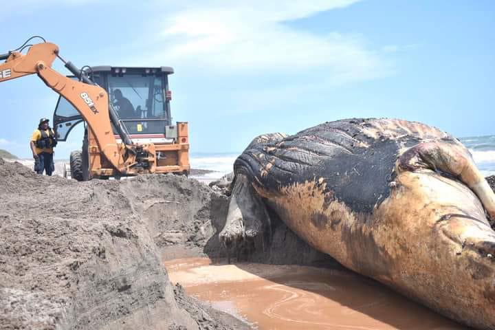 Aparecen en playas de Elota los cuerpos de dos ballenas en estado descomposición