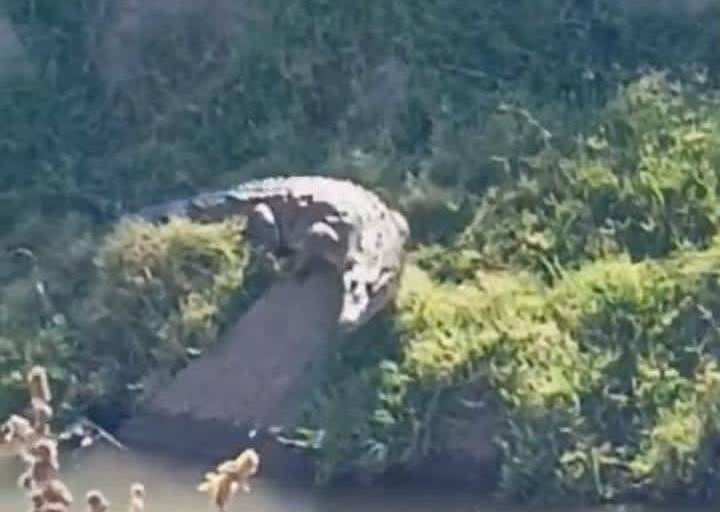Dos cocodrilos fueron vistos en el canal Humaya, en Salvador Alvarado, alerta Protección Civil Municipal