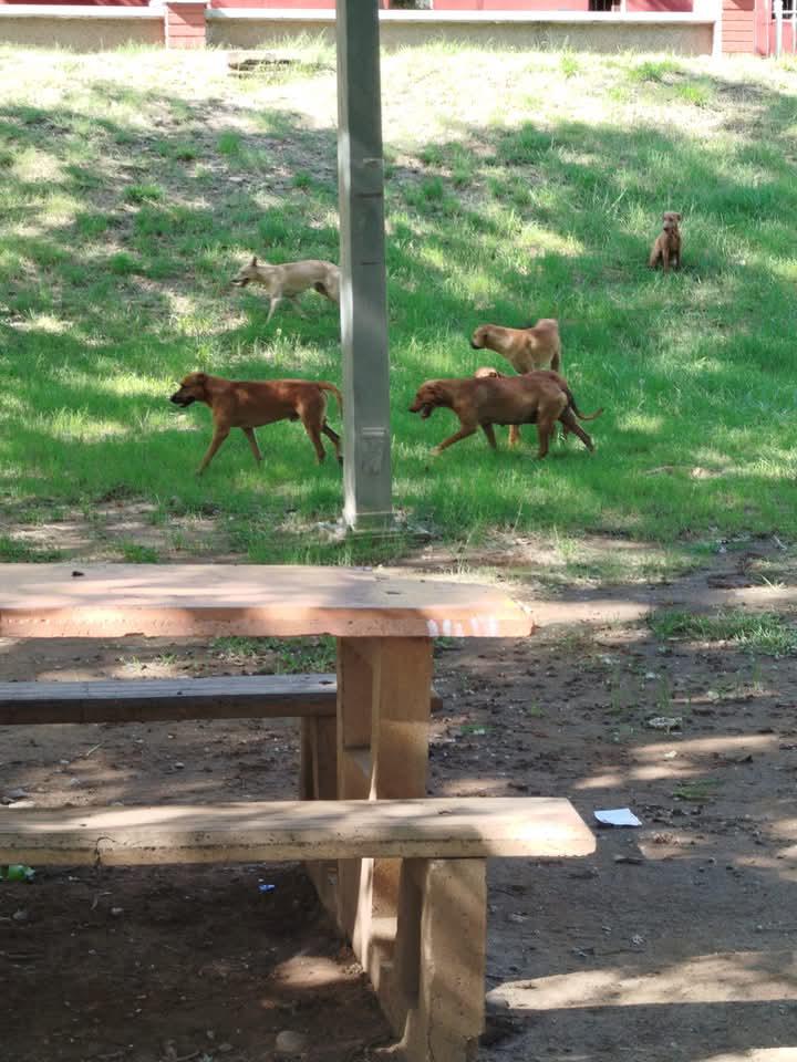 $!Ayuntamiento de Culiacán incumple reglamento de protección de iguanas en Las Riberas, acusan