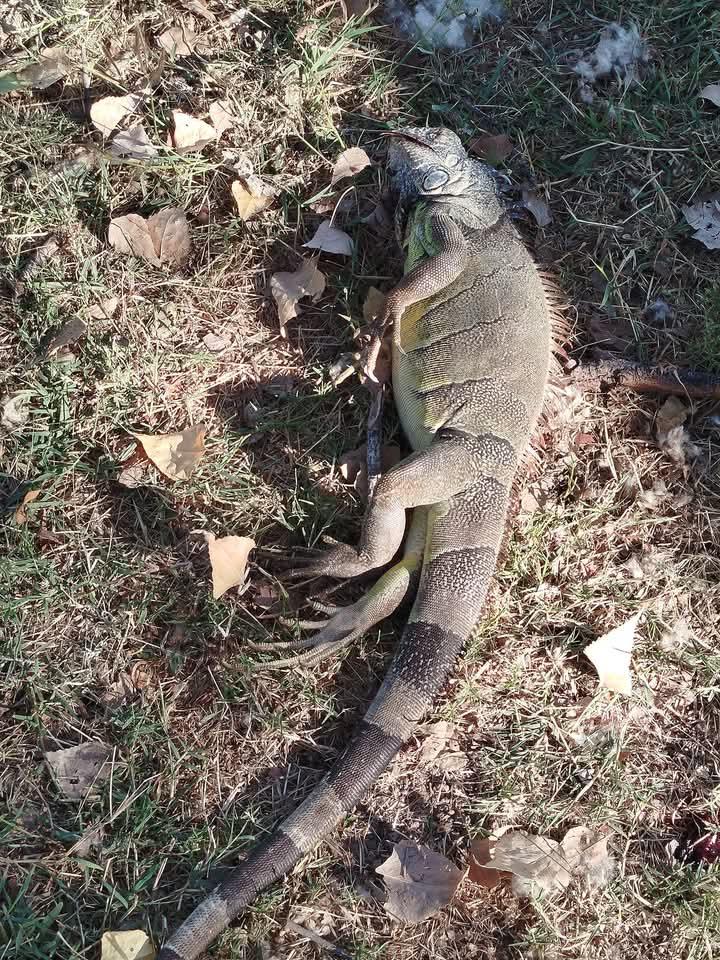 $!Ayuntamiento de Culiacán incumple reglamento de protección de iguanas en Las Riberas, acusan
