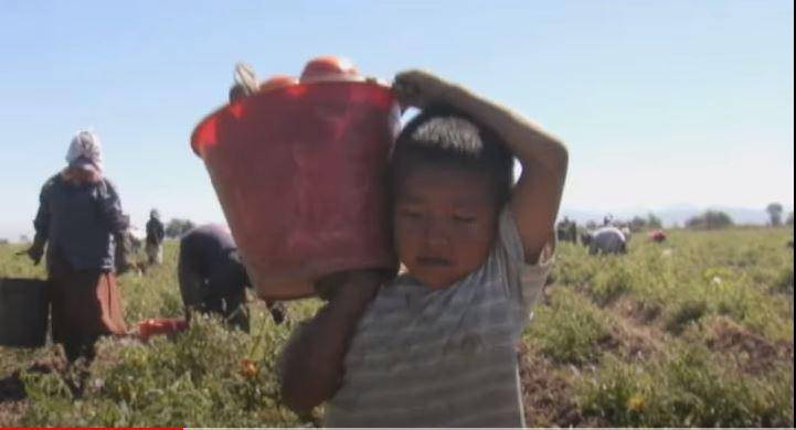 Los Herederos refleja el trabajo duro que realizan los niños en el campo y zonas sierreñas.