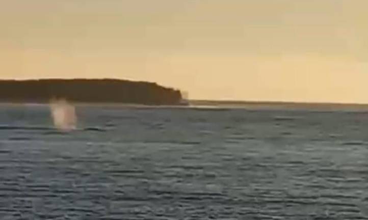 La ballena permanece varada cerca de la playa en Teacapán, un incidente que ocurre comunmente en la ruta migratoria de estos mamíferos.