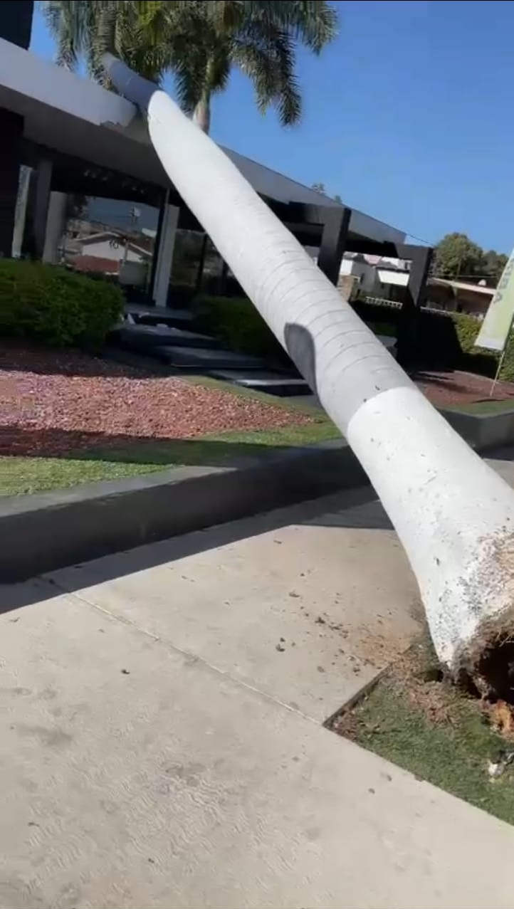 $!Vieja palmera cae sobre comercio en Culiacán y provoca caos vial