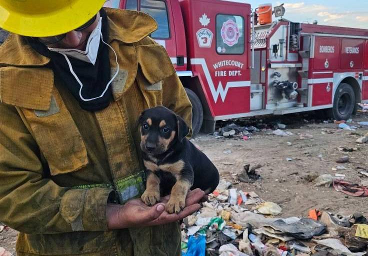 Rescatan a un perrito tras incendio en el Basurón de Mazatlán