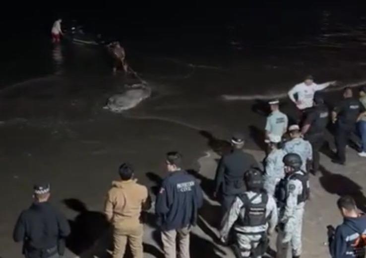 $!Marejada arroja el cuerpo de una ballena a la arena de Playa Norte, en Mazatlán