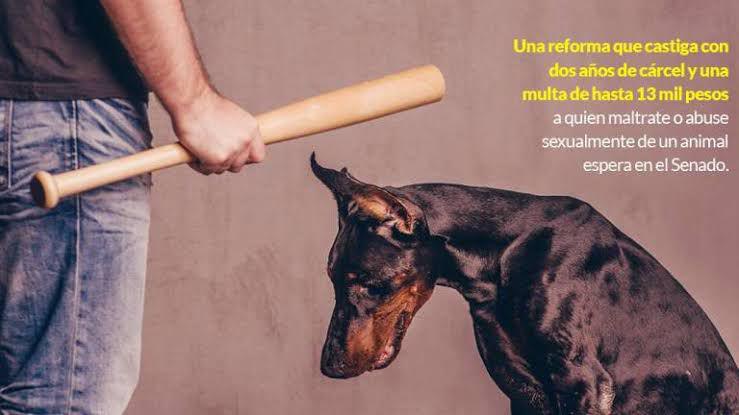 Activista llama al Gobierno de Culiacán a investigar y sancionar el maltrato animal.