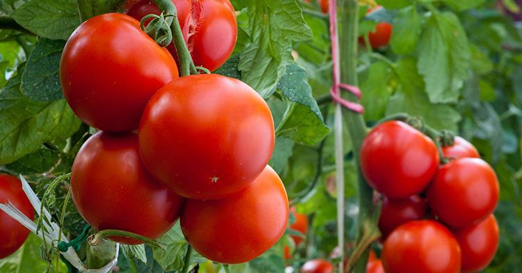 Se estima que los precios de las distintas variedades de tomate en territorio estadounidense aumentarían entre 7 y 11 por ciento.