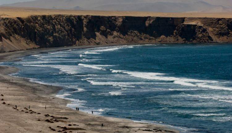 La Reserva Nacional de Paracas alberga por lo menos 1500 especies de plantas y animales.
