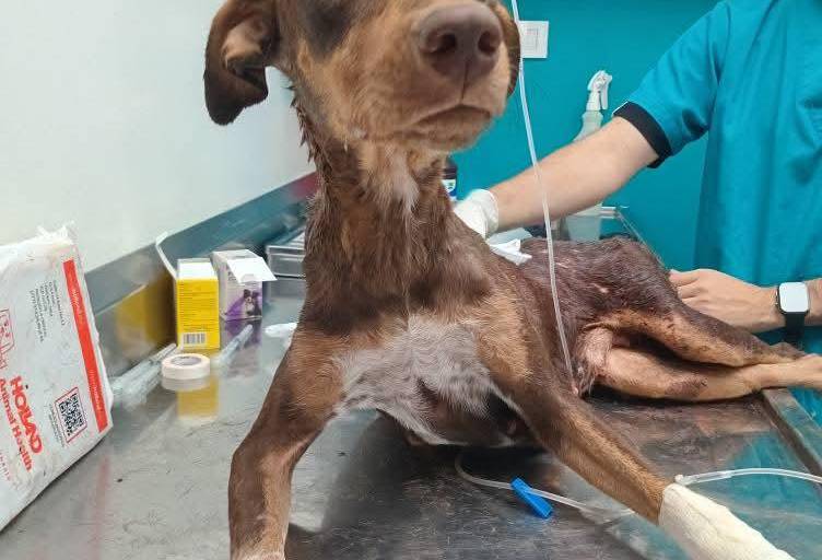 “Esperanza”, la perrita herida durante ataque armado en Culiacán muestra signos de recuperación