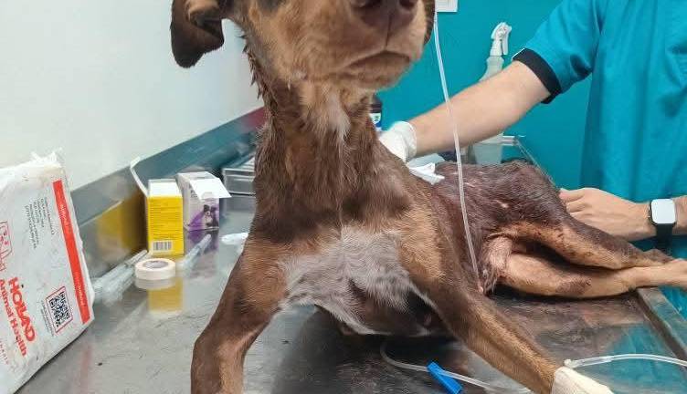 Esperanza ya presentó apetito y logró alimentarse adecuadamente.