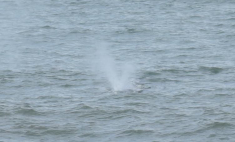 $!Nadan dos ballenas frente a la playa de Olas Altas, en Mazatlán