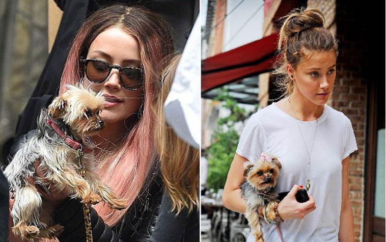 $!Depp y Heard fueron perseguidos por la justicia del país al introducir a sus dos perros ilegalmente.