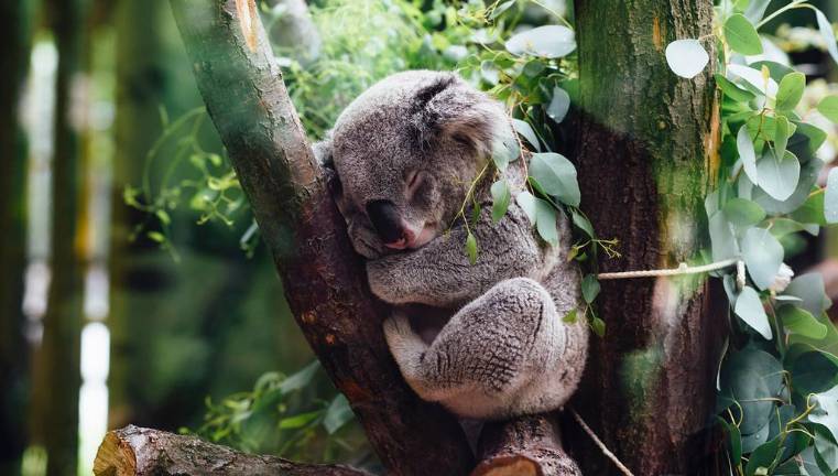 Al comer más de medio kilo de hojas de eucalipto todos los días, los koalas ayudan a controlar el crecimiento de las plantas, equilibran el ecosistema forestal y sustentan la vida forestal de insectos y aves.
