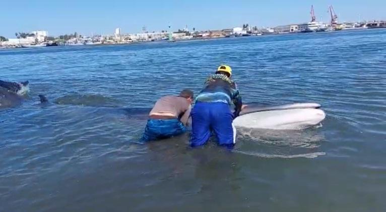 Realizando las maniobras necesarias entre Salvavidas, elementos de Protección Civil y algunos bañistas lograron ponerla en aguas profundas.