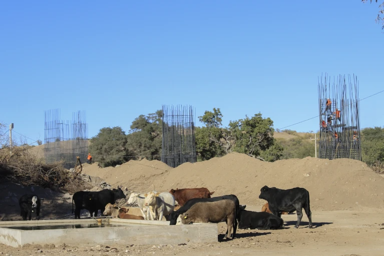 Arranca tala de árboles de área natural protegida en Sonora para nuevas vías de tren