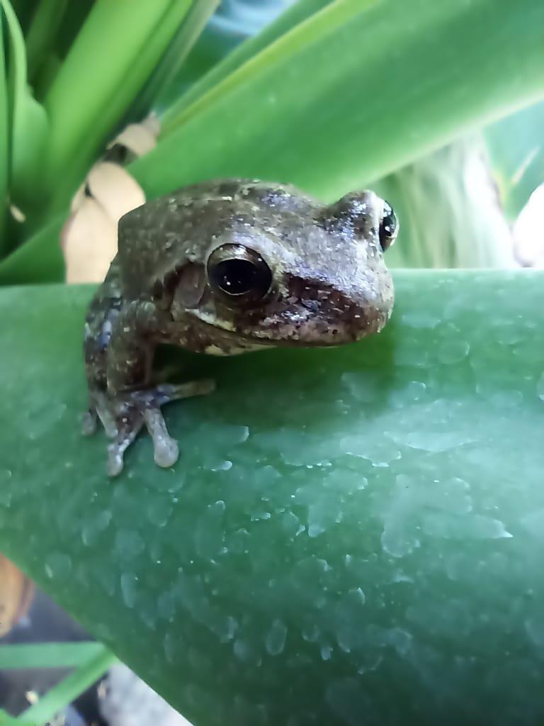 $!Llaman a cuidar sapos, ranas, lagartijas, luciérnagas y libélulas