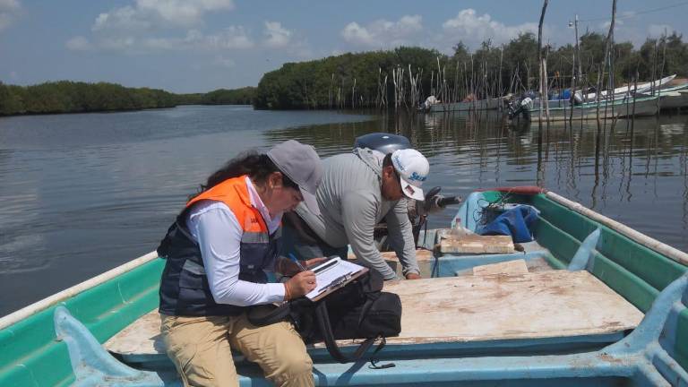 La Coepriss determinó que ya no hay riesgos para el consumo de mariscos en la zona de Altata.