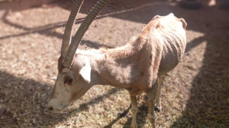 En redes sociales han compartido fotos de los animales mostrando el deterioro físico de varios ejemplares.