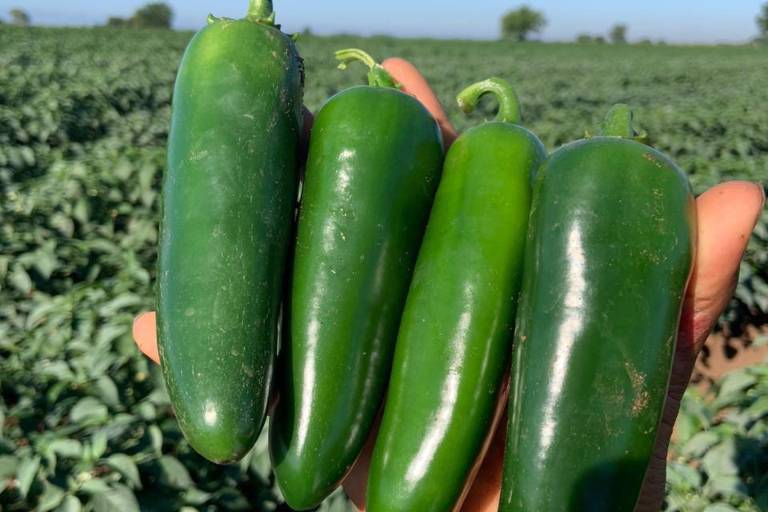 Productores de chile en Escuinapa buscan alternativas de cultivo