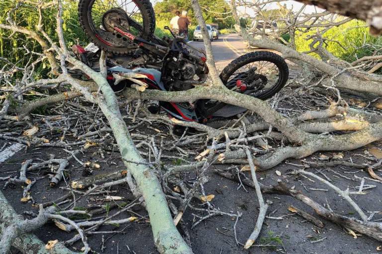 Árbol colapsa sobre carretera de El Walamo y deja a motociclista lesionado