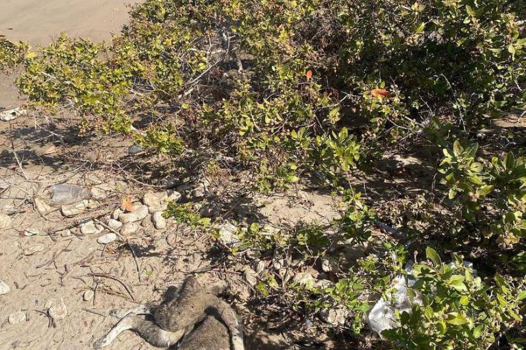 Acusan a autoridades de Ahome de no atender supuesto envenenamiento de perros en la playa El Maviri