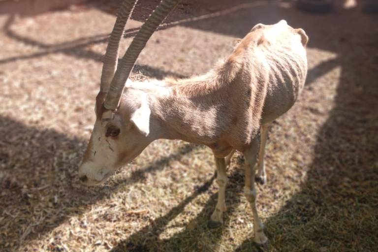 Denuncian malas condiciones de animales en el Zoológico de Culiacán