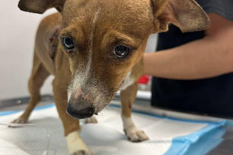 Fundación Laika fomenta ‘Rescate Ciudadano’ para apoyar a perros y gatos sin hogar