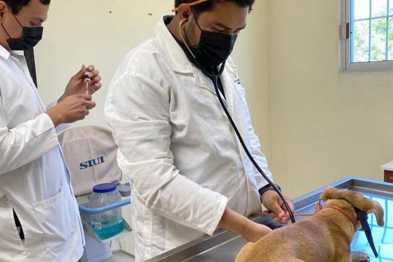 Ofrece Facultad de Veterinaria de la UAS atención a perros y gatos en Culiacán