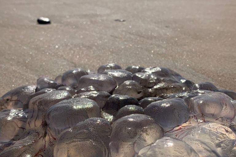 Persiste la presencia de aguamalas en las playas, alerta Policía Acuática