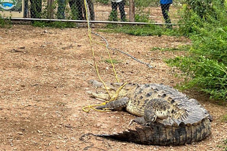 Cocodrilo capturado en Navolato es trasladado al santuario de Ostok en Culiacán