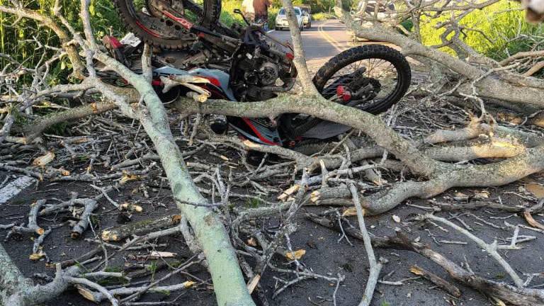 Un motociclista resultó lesionado luego de caerle un árbol justo cuando circulaba por la carretera Villa Unión-Walamo.
