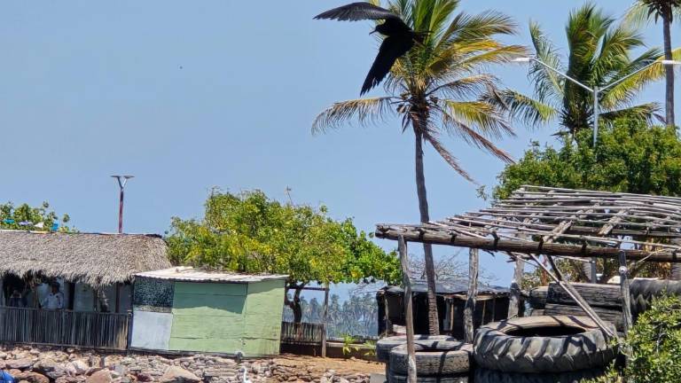 Embarcaciones que no son utilizadas en Teacapán se convierten en criaderos de moscos transmisores del dengue.