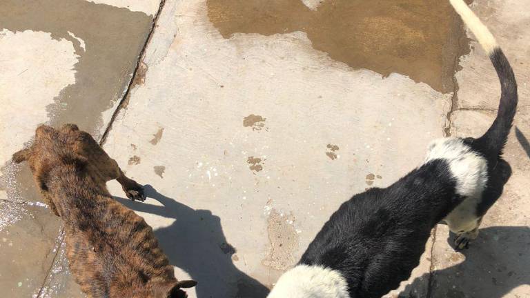 Los animales están enfermos, no son maltratados.