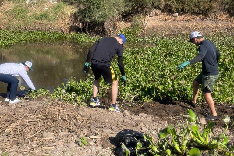 Proponen programa para aprovechar lirio acuático de río Humaya en Culiacán y convertirlo en abono