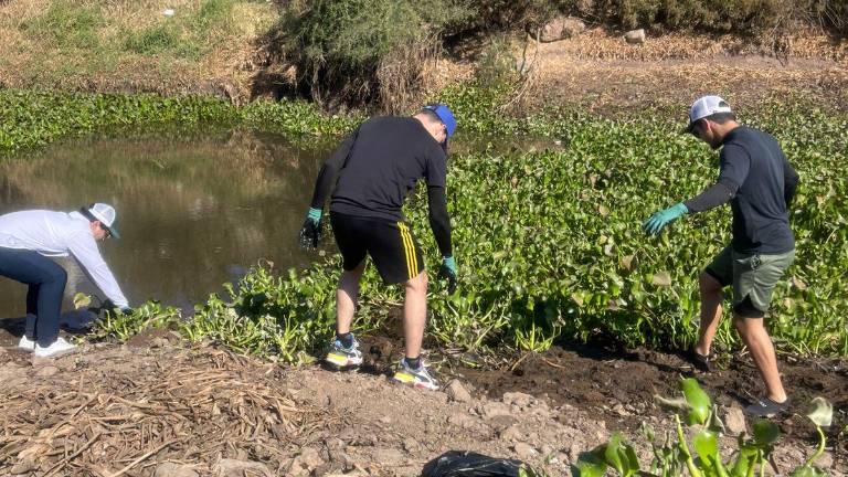 El material se convertirá en abono orgánico, que se pretende distribuir en parques y áreas verdes que requieran rehabilitación.