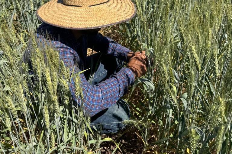 Inicia SADER pago de apoyo por cosecha a productores de trigo de Sinaloa por ciclo 2023-2024