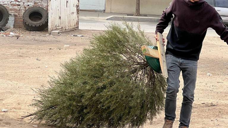 El Ayuntamiento de Culiacán inició el miércoles el acopio de pinos navideños.