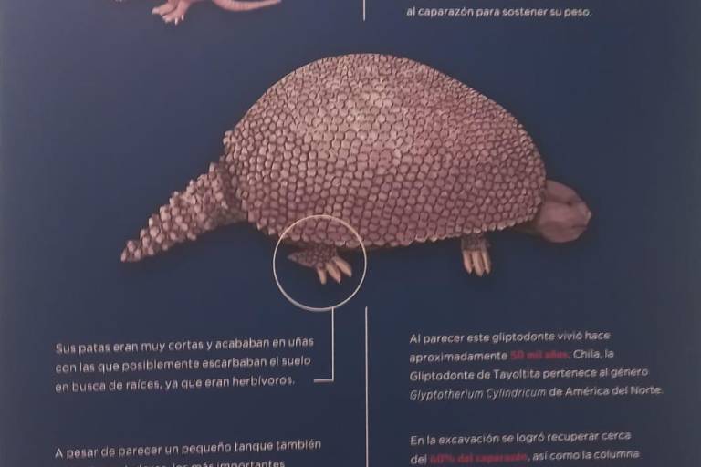 Fósiles de armadillo prehistórico estarán en el Museo Arqueológico de Mazatlán