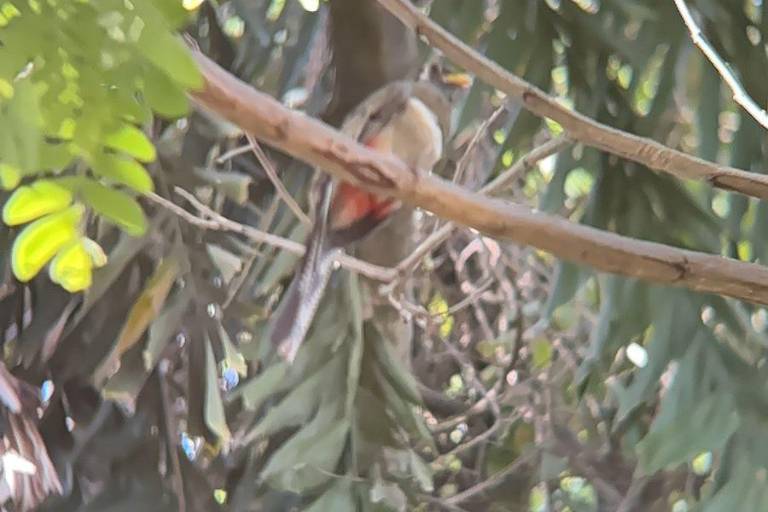 Participa Culiacán en la jornada internacional de avistamiento de aves
