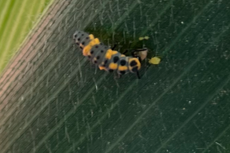 Control exitoso del gusano cogollero libre de insecticida