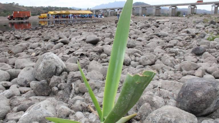 Según Ratamoza, en Culiacán hay 4.5 de metros cuadrados de área verde por habitante, lo cual está muy lejos de los nueve que debería de haber.