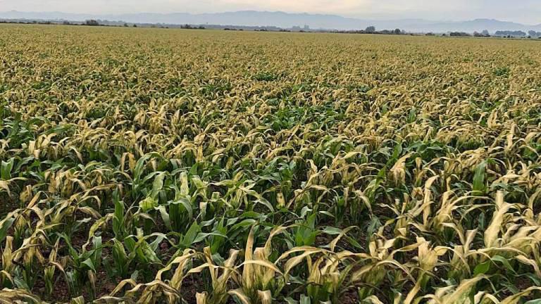 Por desgracia este año no hay suficiente agua, por lo que sería imposible regar para prevenir cultivos dañados o sembrar nuevamente.