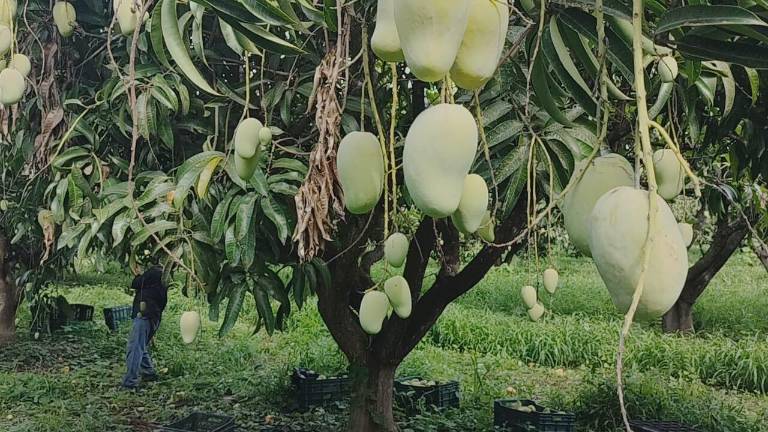 La producción de mango en Sinaloa podría tener un año crítico debido a la producción y los precios.