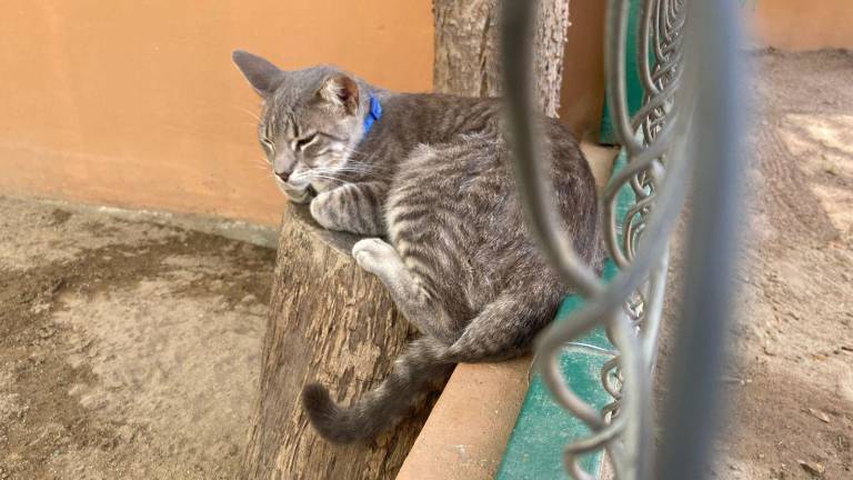 La mayoría de los animales que se encuentran disponibles para adopción han sido rescatados de situaciones de maltrato o abandono.