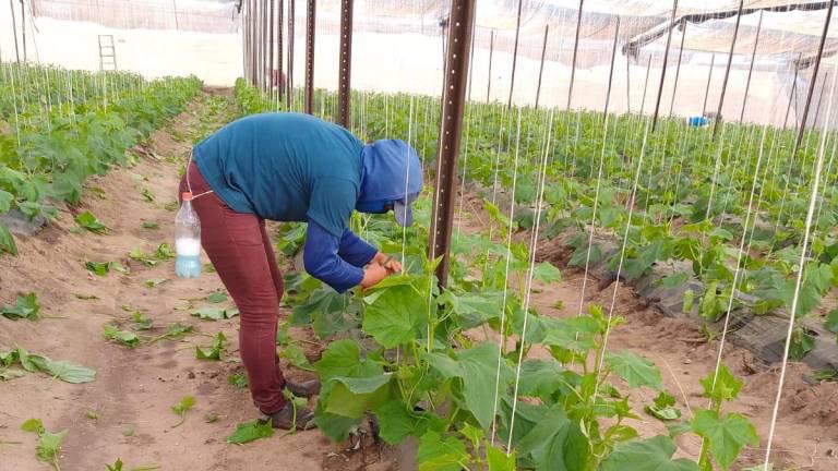 Muere jornalero en Villa Juárez, probablemente por golpe de calor